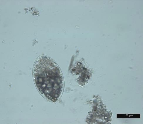 피라미에서 흡충류 피낭유충 감염상태를 조사한 결과에서 빙 어 1마리 당 평균 0.