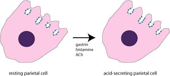 Parietal cells (acid and intrinsic factor) - Chief