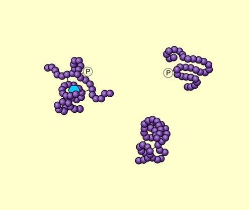 Animation: Protein Degradation Right click on animation / Click play 7.