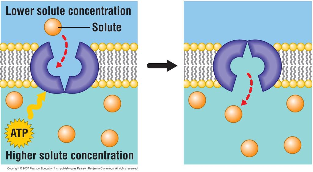 Active Transport: The Pumping of Individual Molecules Across Membranes Molecules move across the membrane against a concentration gradient.
