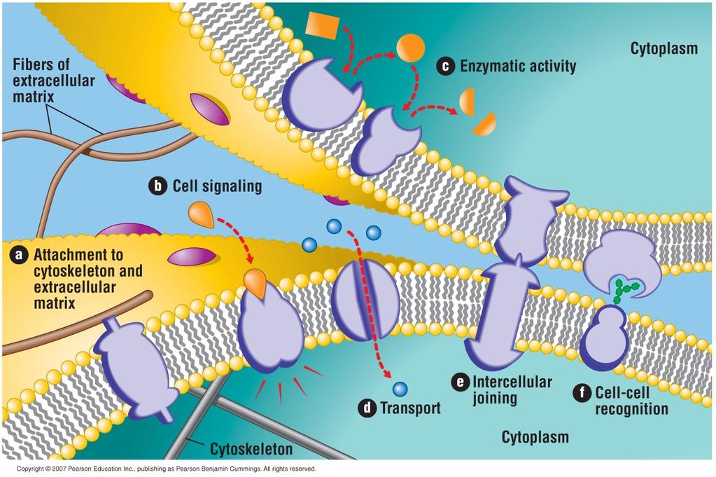 Membrane Function Working cells must control the flow of materials to and from the environment.