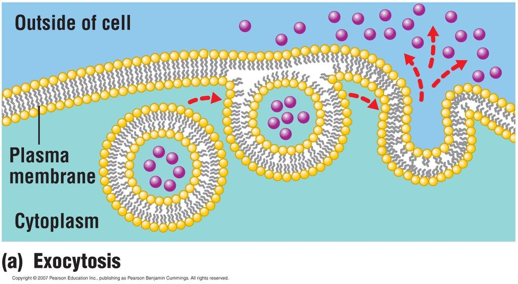 Exocytosis and Endocytosis: The mode of bulk transport through membranes (especially proteins and particles) Exocytosis
