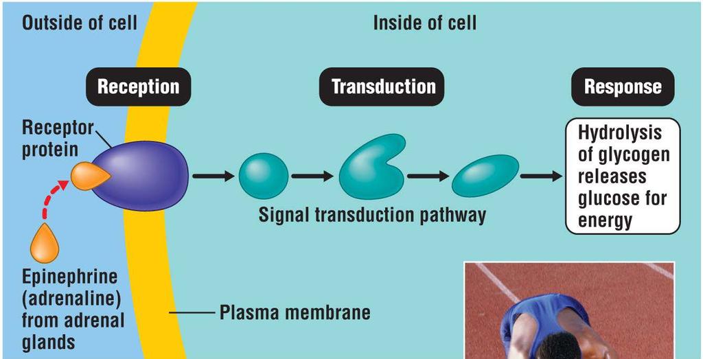 The Role of Membranes in Cell Signaling Cellular communication Begins with the reception of an extracellular signal.