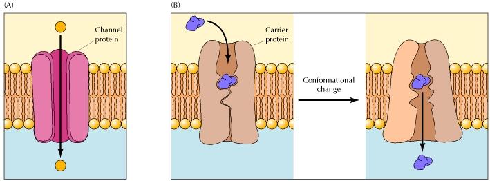 Facilitated diffusion can occur through channels or carriers Typically ions Are not saturable Typically small organic