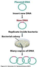 DNA technology (DNA 조작기술 ) 유전자 cloning Cloning & Plasmid Joshua Ledergerg & Edward Tatum, 1946