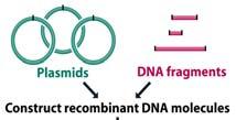 효율증가 DNA size 와 conformation 이형질전환효율에영향 A subset of cell 에제한받음 plasmid 수증가해도형질전환된 cell 수변화없음 E.