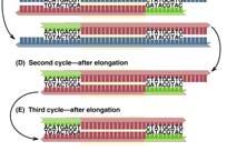 genome can be greatly amplified by repeated Polymerization