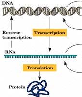 Reverse trasncriptase ( 역전사효소 ) 1. 진핵세포로부터 mrna 를분리후 DNA 합성을위한주형으로사용 2. RNA 주형으로부터 DNA 를합성하는것을역전사라한다. 3.