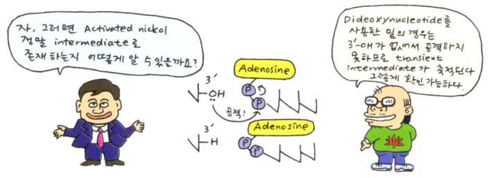DNA Ligase 의특성 DNA ligase 의반응메커니즘을규명하게해준몇가지실험내용들 3 Activated nick 의존재 : Activated nick 은 AMP 가 nick 의 5 phosphate 에붙어있는상태의 transient 중간체이기때문에쉽게분리되지않는다.