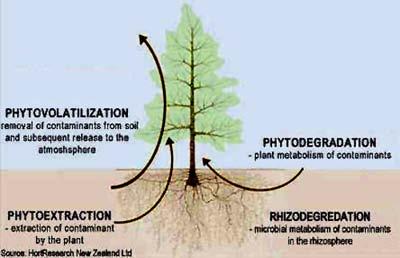 오염지역정화및복원기술 (33) 8) 기타정화기술 1 Phytoremediation 식생정화법 개요 오염토양 / 지하수정화를위하여식물이용하는방법으로대부분의정화는식물뿌리가뻗는부분의토양층인 rhizosphere 에서발생 중금속, 과잉영양분 ( 질산, 암모니아, 인산 ), 처리물질 소수성오염물 (BTEX, 염소계유기용매, PAHs,