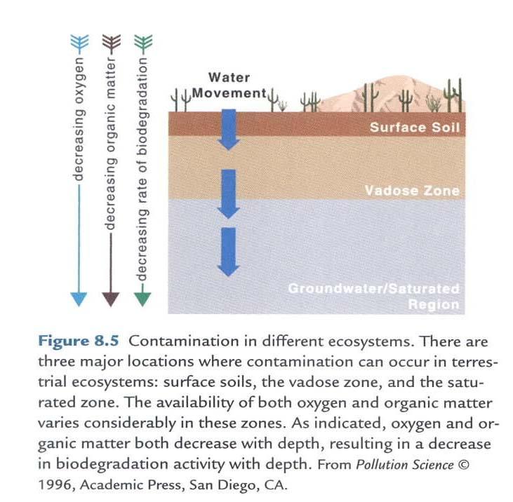 2) Microbial population and soil organic matter content - cultural bacterial numbers; ca.