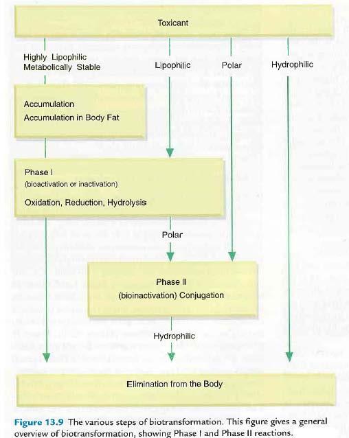 [ 참고 ] Routes of Pb exposure in the environment Biotransformation of toxicant in body