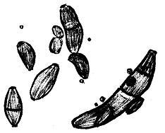 cladosporioides de Vries 분생포자 (1000x) < 왼쪽 >, 스케치 <