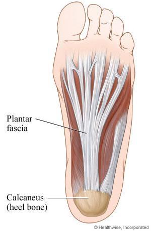 Plantar fascia A sheet of dense fibrous, collagenous connective tissue Relatively non-elastic