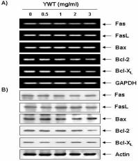 최영현 최병태 이용태 (DFF) 이다. DFF family는 caspase-activated DNase인 DFF40/CAD와 inhibitor of caspase-activated DNase인 DFF45/ICAD로구성되어있다.