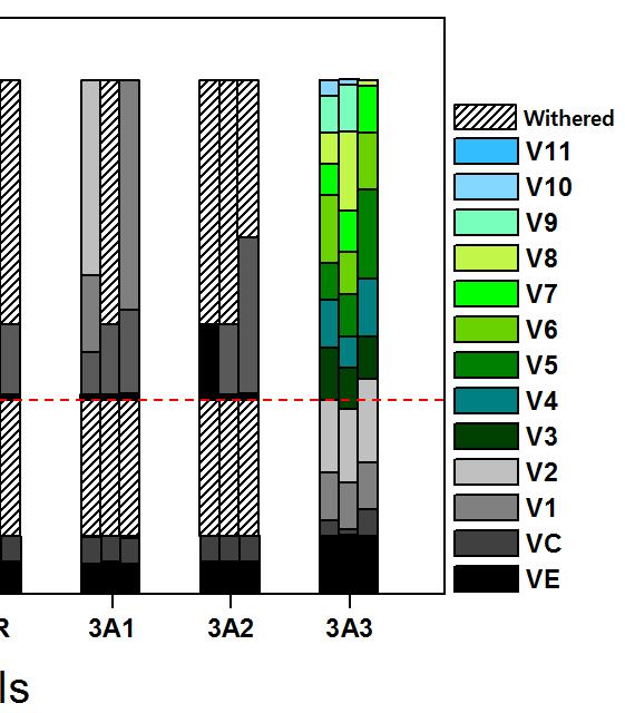 3공구오염개량토의경우는전기전도도저감기법적용되어, 오염토대비높은발달단계를보였으나, 각작물반복수별로 V3, V7, 그리고 V7 단계를보여대조토양인 LUFA 보다는낮은수준인것으로확인되었다.