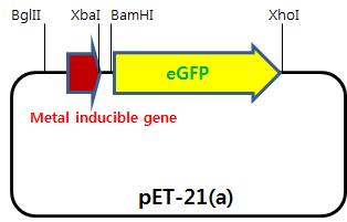 < 금속유도유전자증폭을위한프라이머시퀀스 > No Sequence Enzyme site 1 GTGGATCCGCCAACTCAAAATTCACACC BamHI 2 CCTCTAGATTAACTGCAAATGTTCTTACTGTC XbaI 3 ACAGATCTCGGCCTGCTACTTTGCC BglII 4 CCTCTAGAGGGCTTTCTTGCCGTGAT XbaI 5
