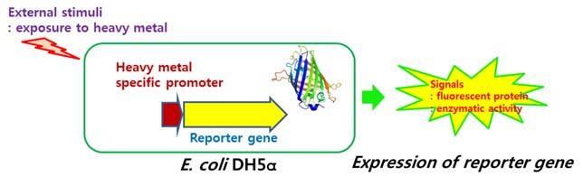 대장균 (E. coli DH5α) 에각각삽입하여중금속정량 whole-cell bioreporter를개발하고이를이용하여토양내중금속정량센서로서의사용가능여부를확인하였다.