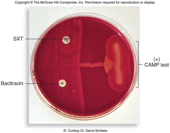 Streptococcus agalactiae 젖마름증사슬알균 1.