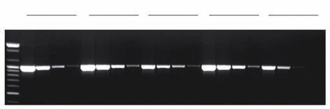 AccuPower Taq PCR PreMix 동결건조 PCR 제품의 Global Standard Specifications Enzyme: Taq DNA polymerase 5 to 3 exonuclease: Yes 3 to 5 exonuclease: No 3 - A overhang: Yes Fragment Size: ~10kb Application