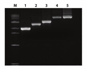 5 kb fragment Lane 3: 3 kb fragment Lane 4: 4.5 kb fragment Lane 5: 5 kb fragment Lane M: 1 kb DNA Ladder (Bioneer, Cat. no. D-1040) Ordering Information Figure 3.