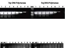 5 U of Top DNA Polymerase used Lane 3: 0.33 U of Top DNA Polymerase used Lane 4: 0.25 U of Top DNA Polymerase used Lane 5: 1 U of Taq DNA Polymerase used Lane 6: 0.