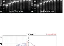 Long PCR amplification test of Top DNA Polymerase and Taq DNA Polymerase using Lambda DNA. 10 ng of Lambda DNA and 1 U of each DNA Polymerase used for amplification.