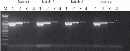 Each 10 9 copies ~10 3 copies of PSTVd used for RT/PCR and the same amount of RT/PCR products used for electrophoresis.