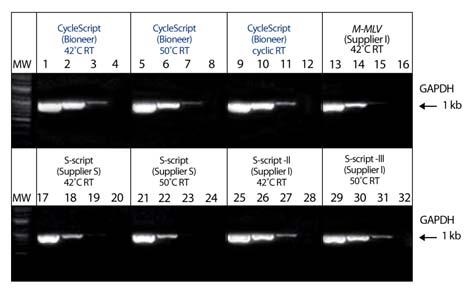 CycleScript Reverse Transcriptase Experimental Data Figure 1. Comparison of transferrin receptor gene amplification with different reverse transcriptases.