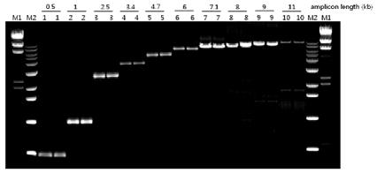RocketScript Reverse Transcriptase, RNase H Minus NEW Experimental Data st strand cdna synthesis kit in two-step RT-PCR. RT was used to amplify 500 bp to 11 kb cdna. Sizes are indicated above gel.