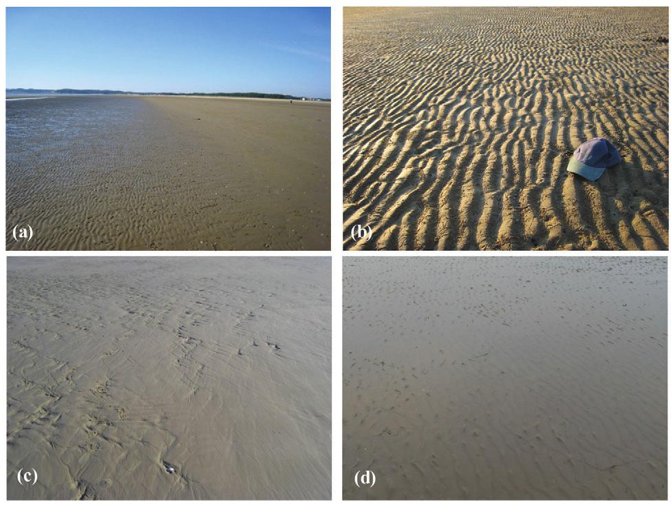 Korean Journal of Remote Sensing, Vol.26, No.2, 2010 Fig. 4. Ripples and ridge-runnel structure in Mongsanpo intertidal flat.