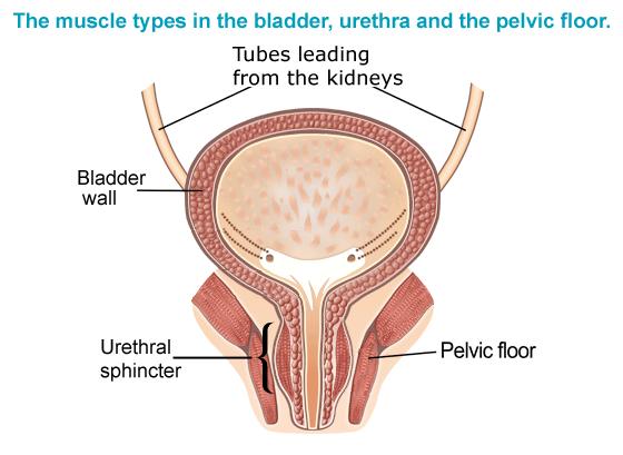 Bladder