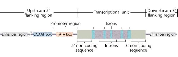 (1) 유전자와연관정의 : DNA 염기서열의일부가조절부위와구조유전자부위로구성되어특정한단백질 ( 효소