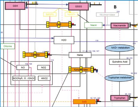 Pathway Architect( 경로분석 ) Mass Profiler Professional 의경로분석모듈은단일 omics 분석및통합된복합 omics 의분석환경을제공하며, 화합물목록을데이터베이스에서검색하여영향을받는경로를찾아냅니다. 이러한경로에실험데이터가반영되어결과확인, 확대 / 축소, 필터링, 강조표시를할수있습니다.