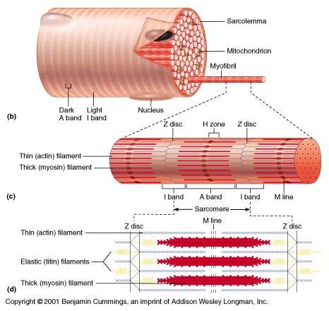 mid point of the sarcomere Sarcomere( 근절 ) Basic repeat unit of striated muscle, delimited