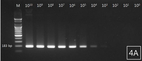조피볼락선충의분자생물학적동정 737 Fig. 4. Analytical sensitivity of PCR for detection of philometrid nematode from rockfish Sebastes schlegeli.