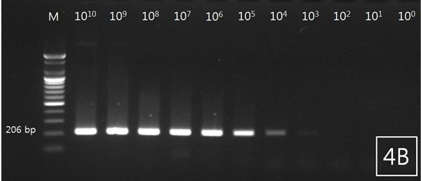 Lanes 1 to 11: DNA ladder, 10 10, 10 9, 10 8, 10 7, 10 6, 10 5, 10 4, 10 3, 10 2, 10 1 and 10 0 copy of plasmid DNA/tube. A, RN-18S1; B, RN-18S2.. PCR. 18S rrna Philometridae Philometra,,., PCR,.