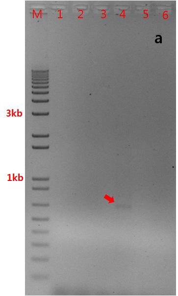 312 한국잔디학회지제 23 권제 2 호 (2009) Table 3. Creeping bentgrass specific SCAR primer pair sequence derived from cloned RAPD fragments.
