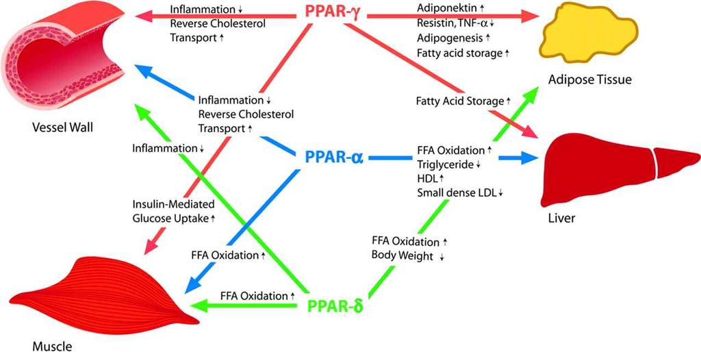 25/26 그림 14. Peroxisome Proliferator Activated Receptors( 출처 : www.ahajournals.