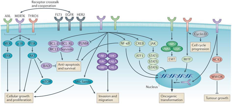 면역항암제, next stage 로가는중 글로벌빅파마들이최근개발하고있는분야는있는 PD-1, CTLA-, LAG-3, TIM-3 등의면역체크포인트를억제하는면역항암제와 OX, CD137, CD27, CD 등보조활성인자를자극하는방식으로접근하고있다.