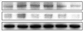 B16F1 Melnom 세포에서낙과배물추출물의멜라닌생성저해효과 32 MiTF tyrosinse β-tin α-msh - + + + + + FPWE - - - 12 2 Arutin - - 1 Reltive MiTF protein. level (fol). 1.8 1.6 1.4 1.2 1.8.6.4.2 2. on MSH Arutin 12 2 Conentrtion (μg/ml) Fig.