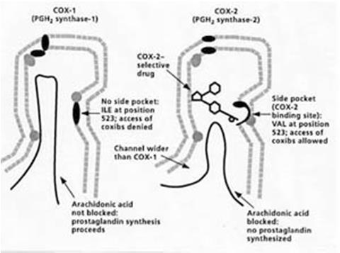 CYCLOOXYGENASE 1 and 2 COX 1 is stably expressed in brain and periphery COX2 is stably expressed in brain and but not periphery upregulated by a variety of stimuli: Bacterial endotoxin, IL-1, and