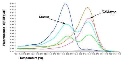 RQ-PCR 신호검출방법 DNA 결합염료 SYBR Green High-resolution dye (Roche, LC480 HRM dye)» Melting curve analysis