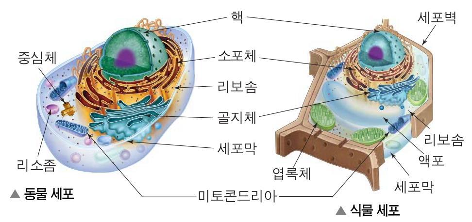 All cells have several basic features They are all bounded by a thin plasma membrane ( 원형질막 ).