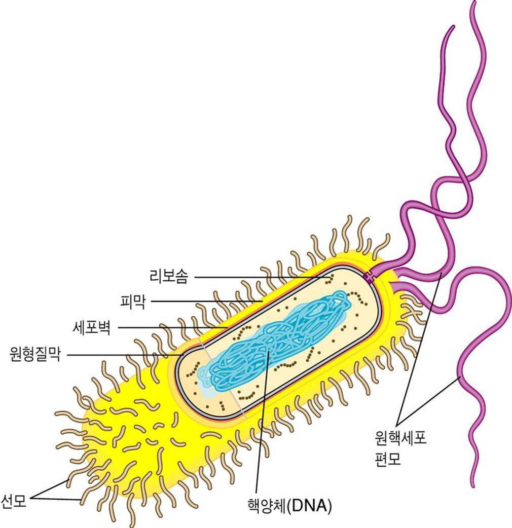 원핵세포 (prokaryotic cell) 는크기가작고구조가단순 크기 : 2-8 μm, 진핵세포의약 1/10 DNA: 코일모양으로뭉쳐있어핵양체 (nucleus-like) 를형성하고있으며막으로둘러싸여있지않다