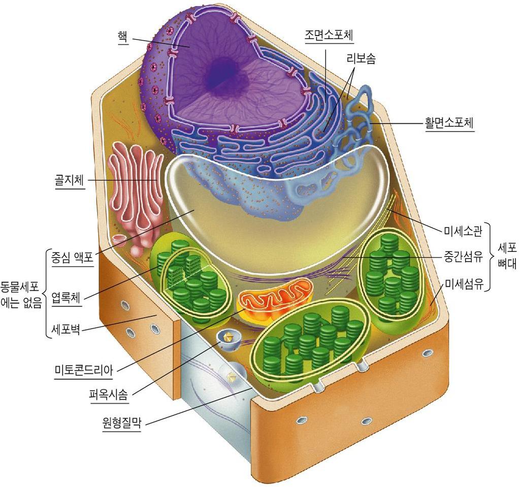 식물세포