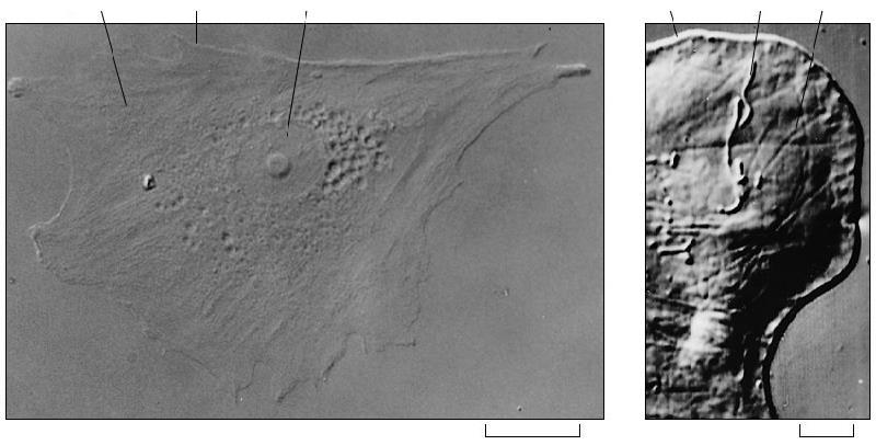 세포핵 A living cell seen under a light microscope, showing nucleus and cytoplasm Cytoplasm (