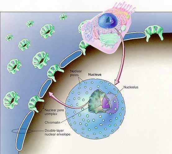 세포핵 핵막소공 인
