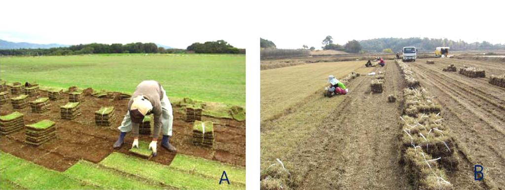 after sod productions; B, recover by rhizome of Tsukubagreen cultivar in 6 months after harvest. Fig. 5.