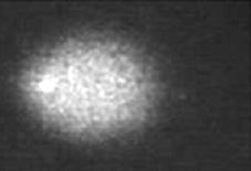 권지영외 11 인 : 유전독성시험법 in vivo Comet Assay 에대한국내시험기관간검증연구 297 며 2회 (0 hr, 21 hr) 경구투여하였다. 시험물질및양성대조군최종투여 3시간후, CO 2 gas를이용하여안락사하였다. 2) 단일세포분리 : 각동물로부터적출한간과위조직에서단일세포를분리하여 comet slide를제작하였다.